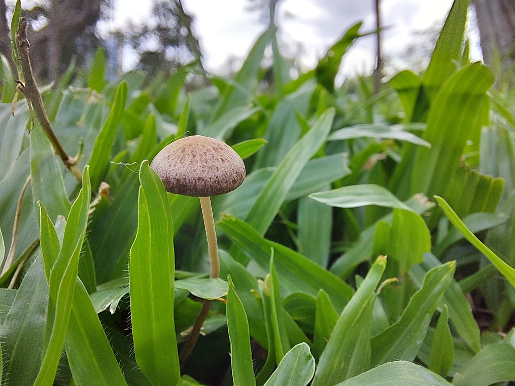 Panaeolus cinctulus