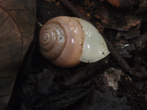 Streptaxidae