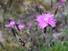 Dianthus gratianopolitanus