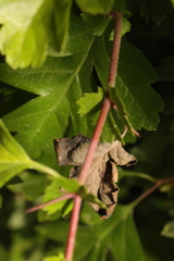 Monilinia johnsonii