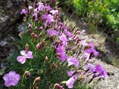 Dianthus gratianopolitanus