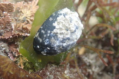Nerita albicilla