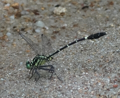 Euthygomphus koxingai