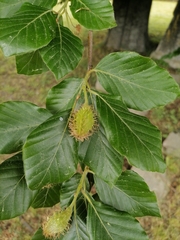 Fagus sylvatica