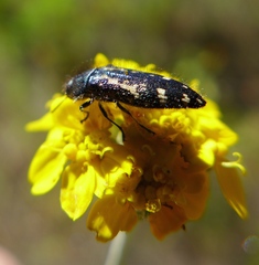 Acmaeodera