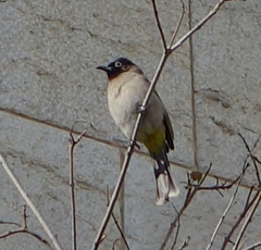 Pycnonotus xanthopygos