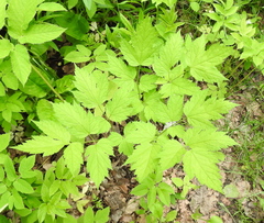 Actaea spicata