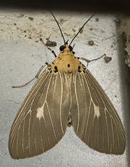 Asota producta