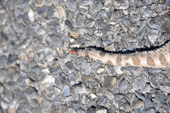 Crotalus cerastes cerastes