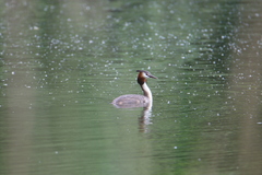 Podiceps cristatus