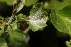 Podosphaera clandestina