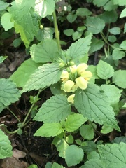 Lamium galeobdolon