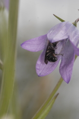 Chelostoma rapunculi