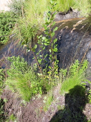 Searsia divaricata
