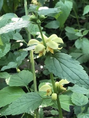 Lamium galeobdolon
