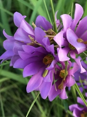 Sabatia gentianoides