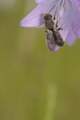 Chelostoma rapunculi