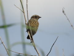 Saxicola rubetra