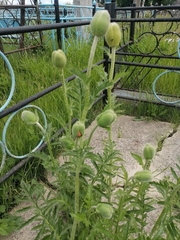 Papaver × pseudo-orientale