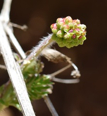 Sanguisorbinae