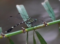 Euthygomphus koxingai