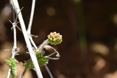Sanguisorbinae