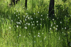 Rhynchospora latifolia