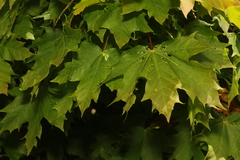 Acer platanoides