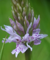 Dactylorhiza fuchsii