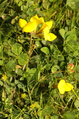 Lotus corniculatus