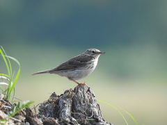 Anthus pratensis