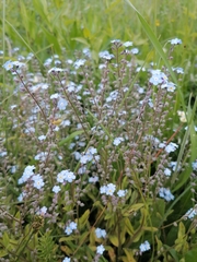 Myosotis sylvatica