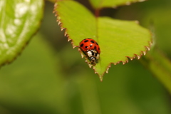Harmonia axyridis