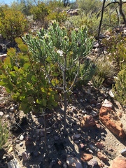 Lobostemon marlothii