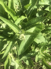 Symphytum officinale