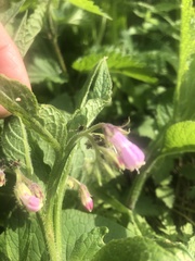 Symphytum officinale