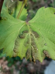 Colomerus vitis