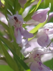 Dactylorhiza fuchsii