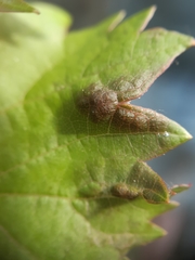 Colomerus vitis