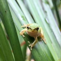 Hyla japonica