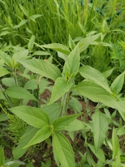 Helianthus tuberosus