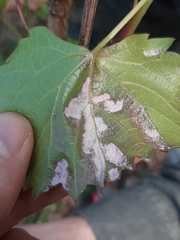 Colomerus vitis