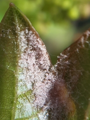 Colomerus vitis