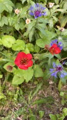 Potentilla thurberi