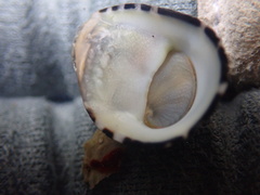 Nerita albicilla
