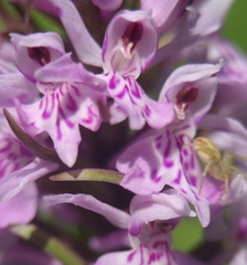 Dactylorhiza fuchsii