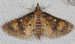 Niphograpta albiguttalis
