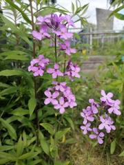 Hesperis pycnotricha