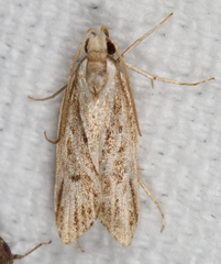 Spinitibia hodgesi