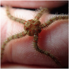 Ophiothrix spiculata